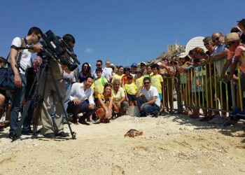 Luca, tartaruga marina di cinque anni, curata e rimessa in libertà a Hondoq ir-Rummien, Gozo