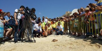 Luca, tartaruga marina di cinque anni, curata e rimessa in libertà a Hondoq ir-Rummien, Gozo