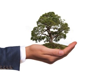 Bonsai in mostra a Floriana nel weekend