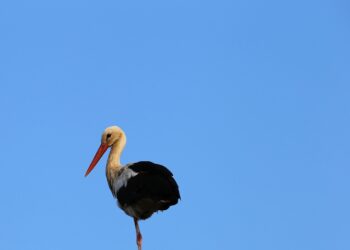 cicogna