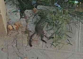 gatto morto