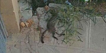 gatto morto