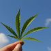 cannabis droga marijuana