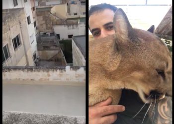 puma su tetto malta