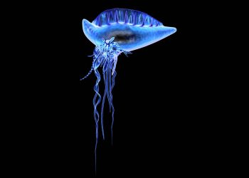 Physalia