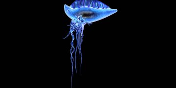 Physalia