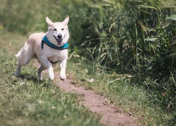 Cane parco
