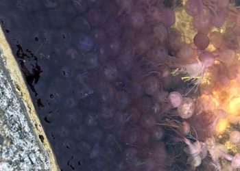 meduse marsalforn