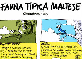 La satira di Michele Benincasa: Fauna tipica maltese