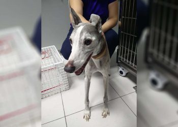 Porta il cane dal veterinario per farlo sopprimere, ma il medico lo fa adottare