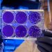 cellule ricerca laboratorio sviluppo staminali scienza