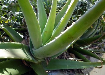 L’Aloe vera e il suo utilizzo: videoconferenza organizzata dall’Istituto Italiano di Cultura