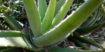 L’Aloe vera e il suo utilizzo: videoconferenza organizzata dall’Istituto Italiano di Cultura