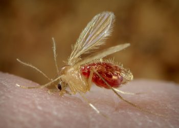 Un particolare insetto del Mediterraneo potrebbe spiegare il basso numero dei casi Covid a Malta
