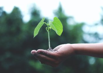 Malta diventa più verde, via al rimboschimento