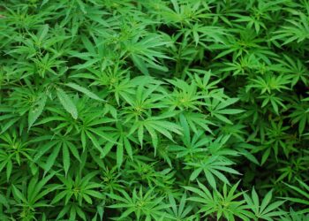Cannabis, anche la Caritas dice “no” alla legalizzazione: «Il facile possesso ne incrementerà l’uso»