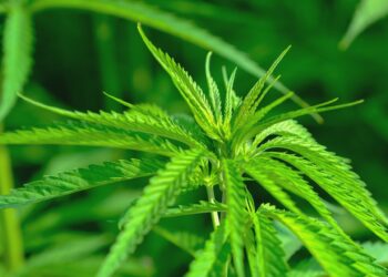 La cannabis ora arriva per posta: sequestrati tre pacchi di “fumo” spediti da Paesi Bassi e Regno Unito