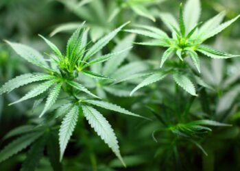 Cannabis, i cattolici contro la liberalizzazione: «Molti giovani che fumano poi li ritroveremo alla Caritas»