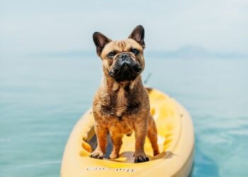 Al mare con i cani: nove spiagge dove fare il bagno con gli amici a quattro zampe