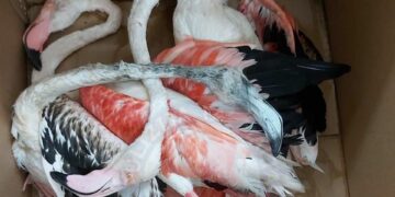Strage di fenicotteri uccisi a fucilate: in manette cacciatore 23enne