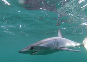 Lo vendevano come pesce spada ma in realtà era carne di squalo Mako. Guai per un importatore maltese
