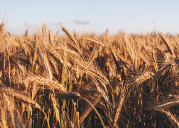 Generi alimentari di base, c’è l’accordo tra governo, produttori e importatori su prezzi e fornitura