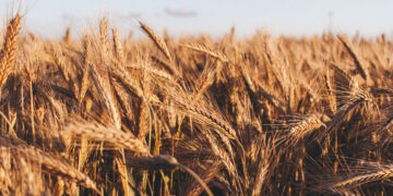 Generi alimentari di base, c’è l’accordo tra governo, produttori e importatori su prezzi e fornitura