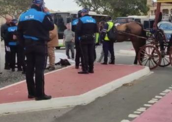 Floriana: cavallo imbizzarrito si schianta contro un autobus e muore