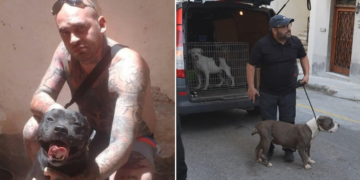 Msida, pitbull accoltellato a morte dal suo stesso padrone durante l’aggressione