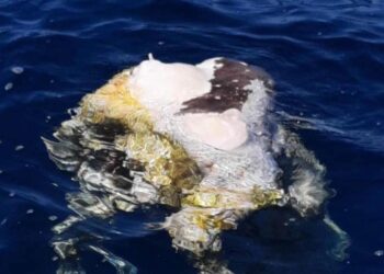 Carcassa di mucca decapitata recuperata in mare a Hondoq ir-Rummien