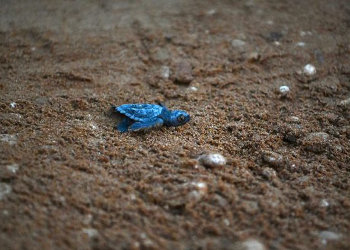 A Gozo lo “spettacolo” della vita: sono nate 32 tartarughe Caretta caretta