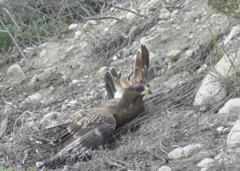 falco pecchiaiolo