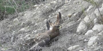 falco pecchiaiolo
