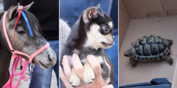 Dai cani ai pony, grande festa a Mosta per la benedizione degli animali