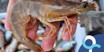 Nelle acque maltesi spunta il gambero “alieno” proveniente dall’Oceano Atlantico