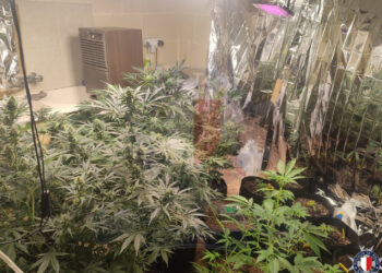 Serra con venti piante di marijuana in casa, 27enne in manette a Nadur