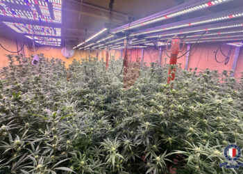 cannabis