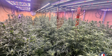 cannabis