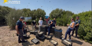 Maxi sequestro di uccelli protetti a Pozzallo: liberati quasi 2.700 esemplari destinati al mercato maltese