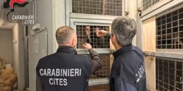 Scimpanzè maltrattato e legato a una catena in casa: denunciato un cittadino maltese