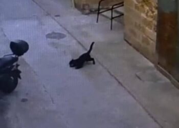 Il mistero della “pantera fantasma” si riapre con i video: attivisti contro le autorità