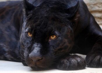 pantera nera