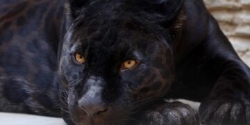 pantera nera
