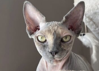 gatto sphinx