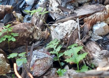 BirdLife Malta condanna la riapertura dei trasferimenti di uccelli imbalsamati alla vigilia del voto