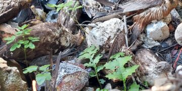 BirdLife Malta condanna la riapertura dei trasferimenti di uccelli imbalsamati alla vigilia del voto