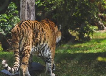 tigre, felino, felini