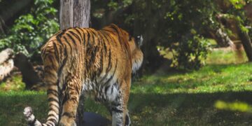 tigre, felino, felini