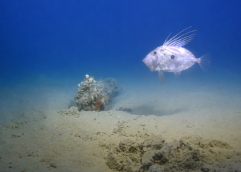 Scoperti 117 ordigni inesplosi lungo il tracciato del secondo elettrodotto Malta-Sicilia