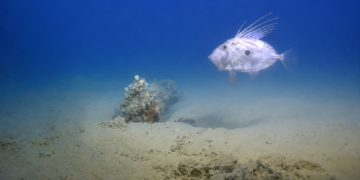 Scoperti 117 ordigni inesplosi lungo il tracciato del secondo elettrodotto Malta-Sicilia